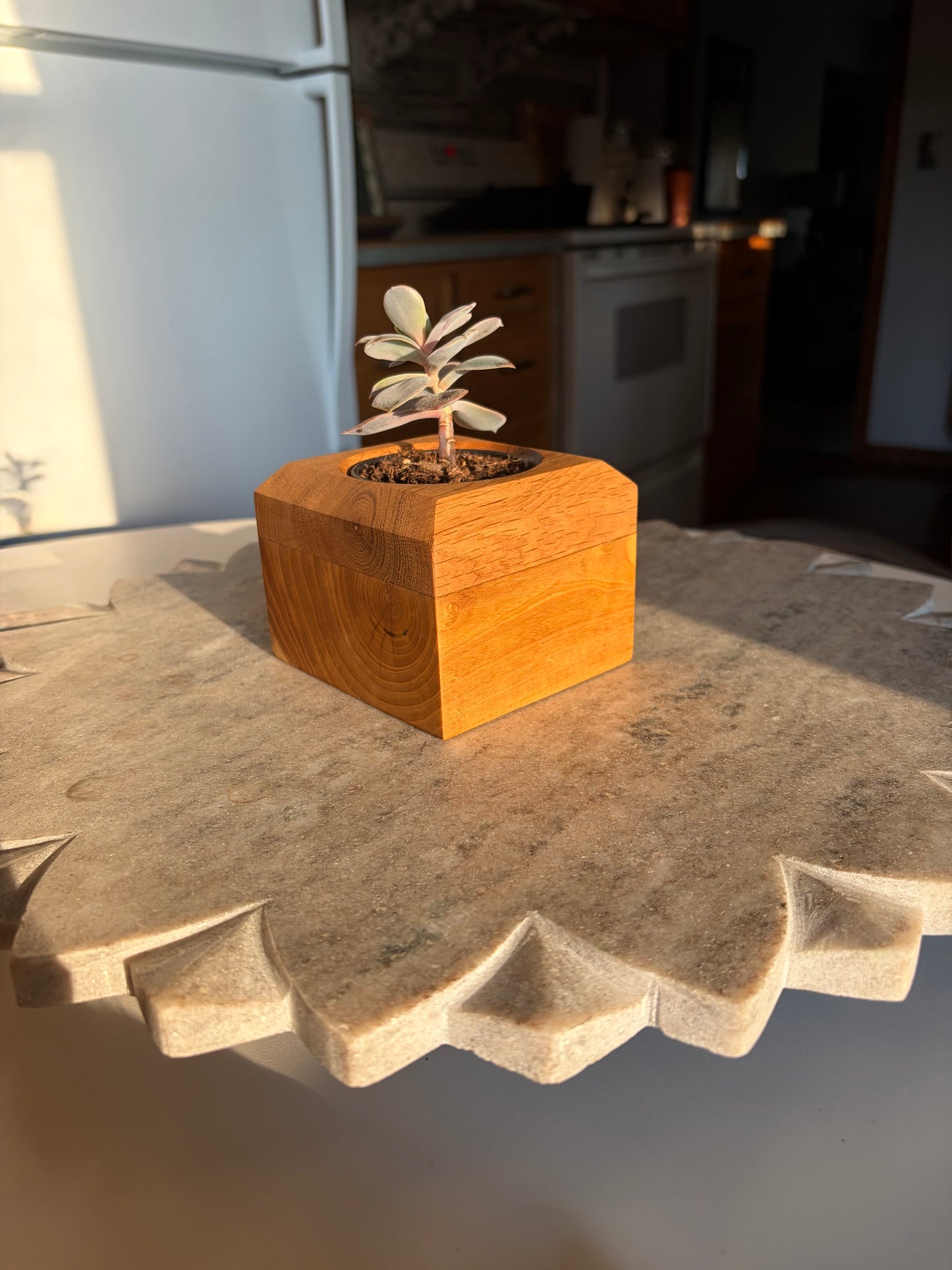 White Mulberry & White Oak Succulent Planter – 2.5” Pot Insert