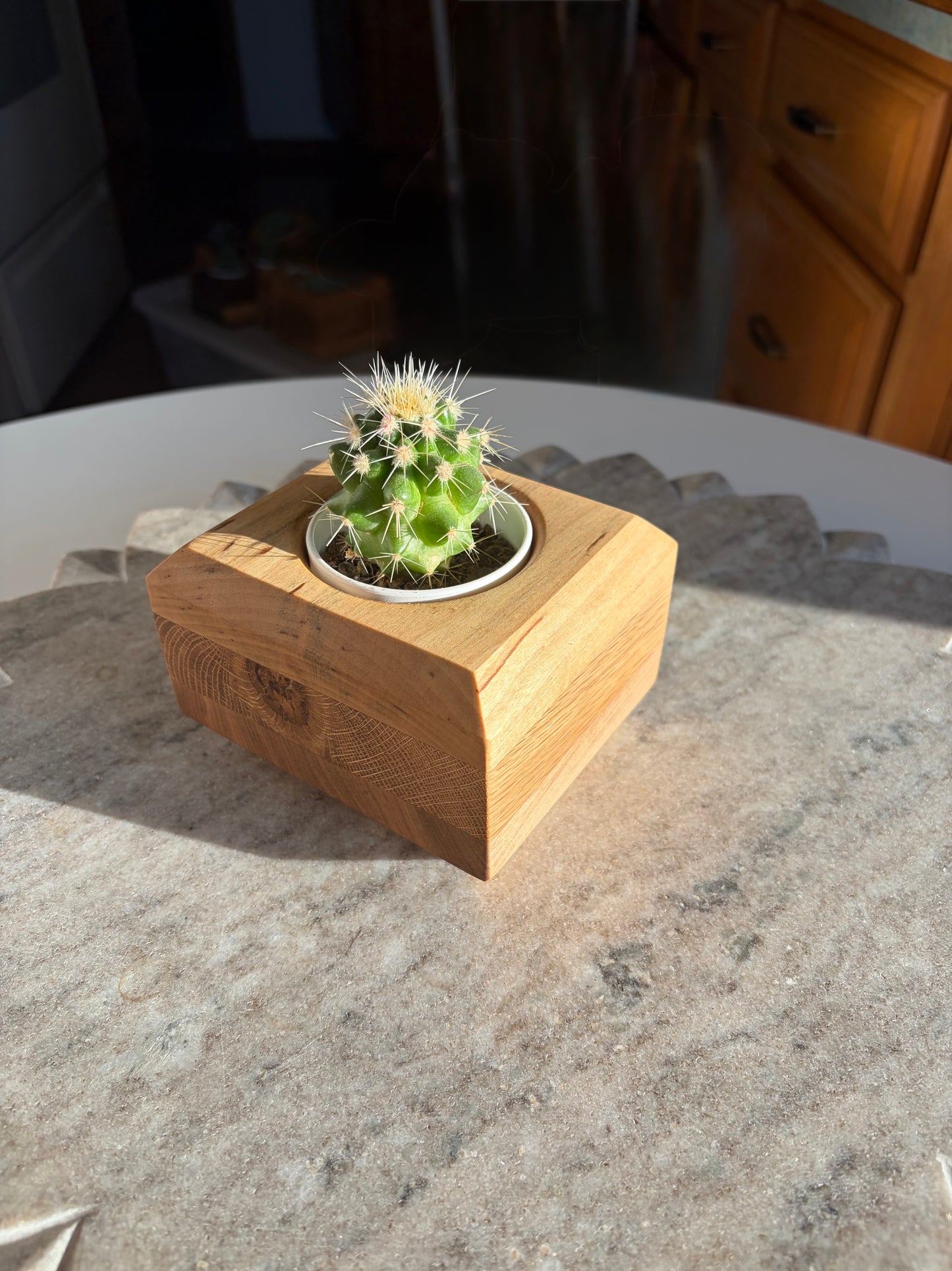 Maple, White Oak & Yellow Birch Succulent Planter – 2.5” Pot Insert