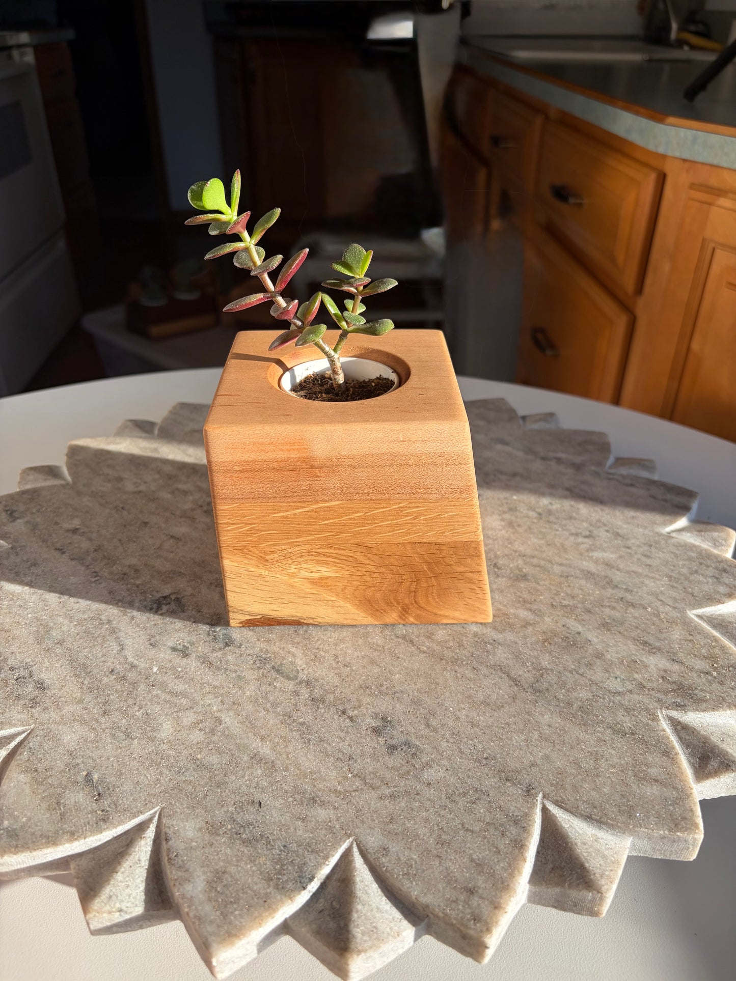 Burr Oak, White Oak & Maple Succulent Planter – 2” Pot Insert
