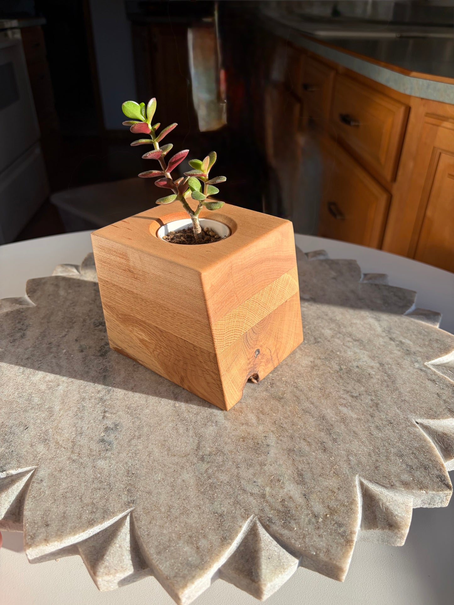 Burr Oak, White Oak & Maple Succulent Planter – 2” Pot Insert