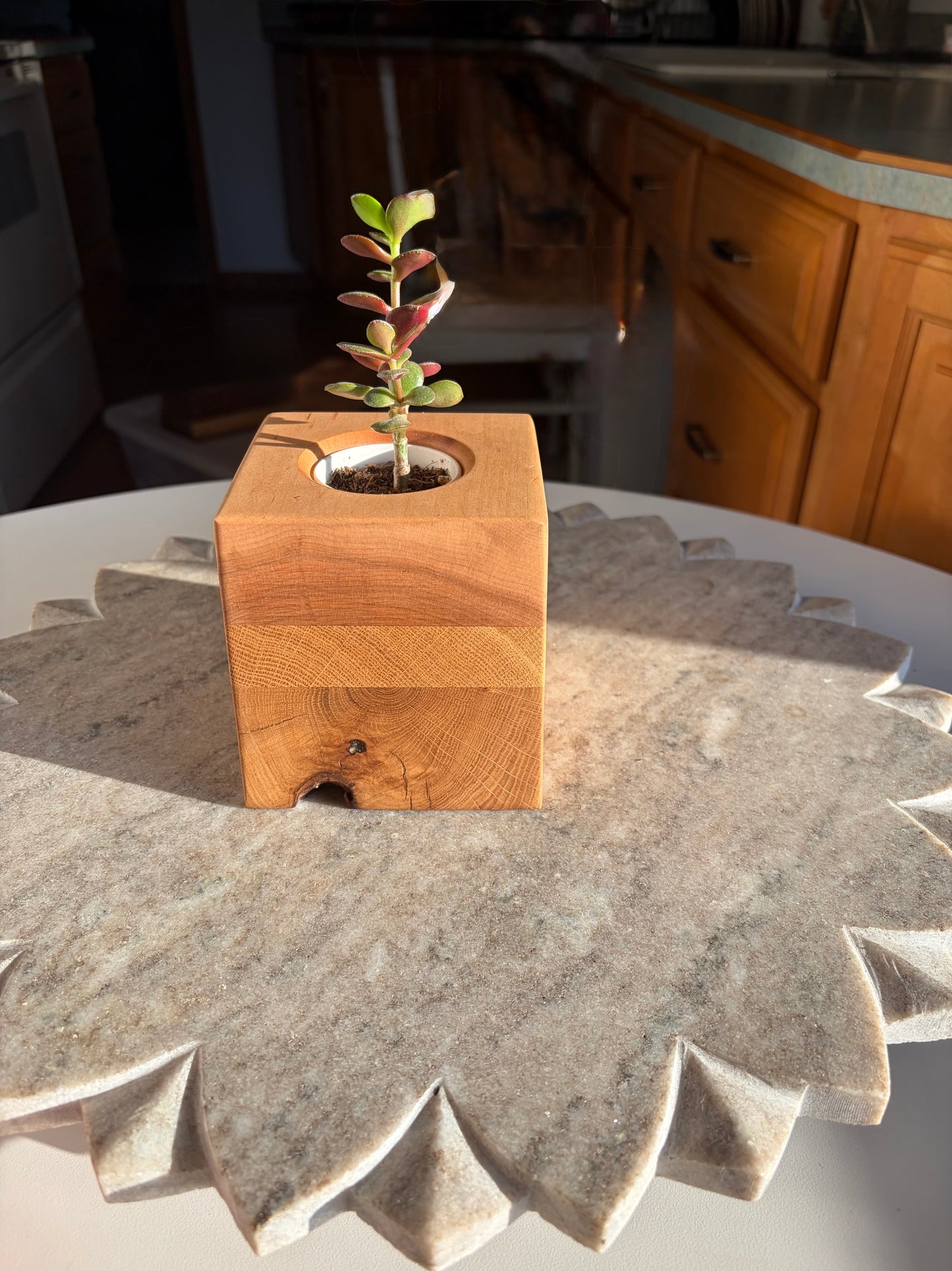Burr Oak, White Oak & Maple Succulent Planter – 2” Pot Insert