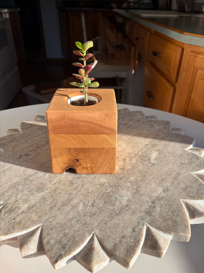 Burr Oak, White Oak & Maple Succulent Planter – 2” Pot Insert