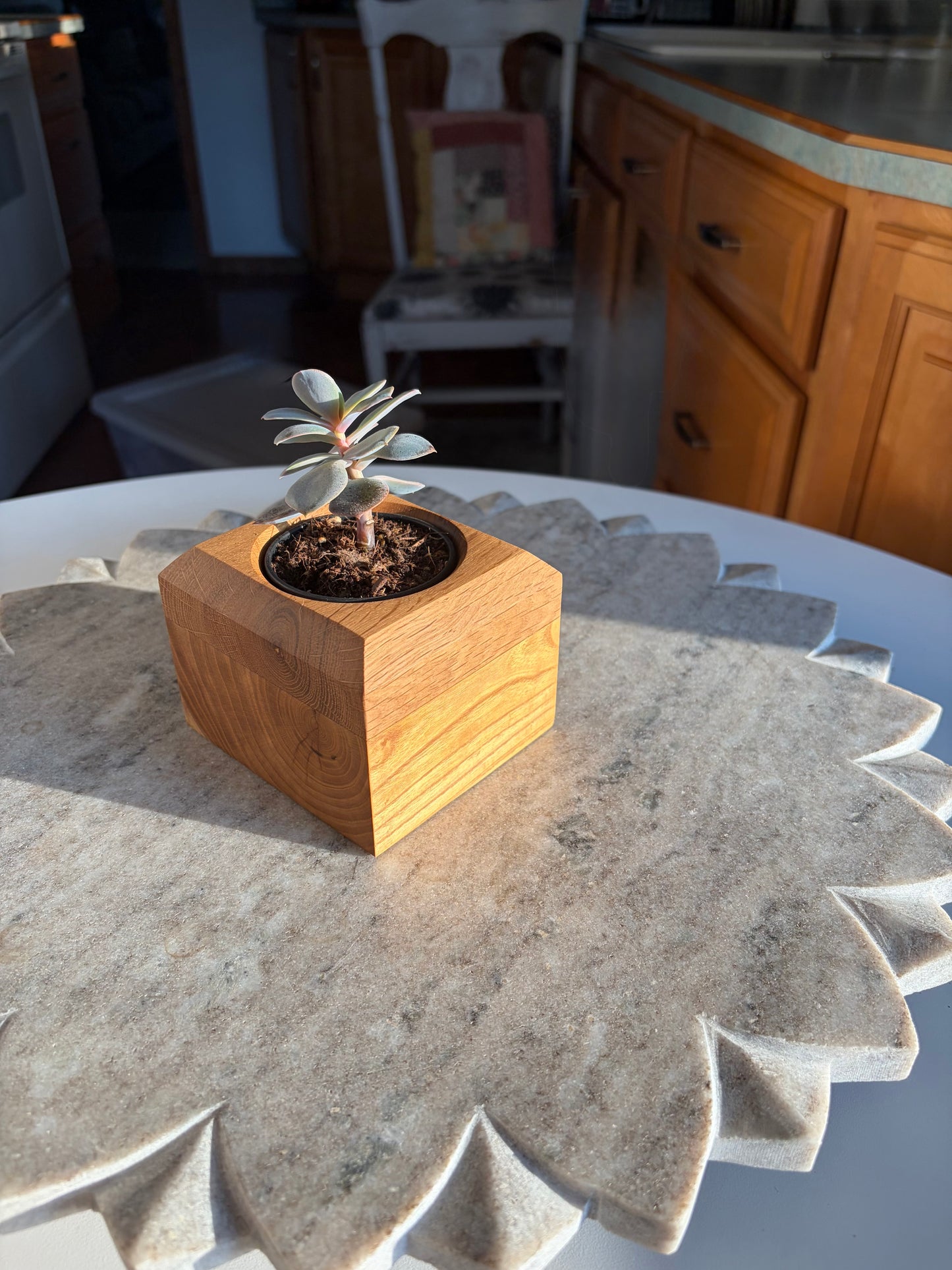 White Mulberry & White Oak Succulent Planter – 2.5” Pot Insert