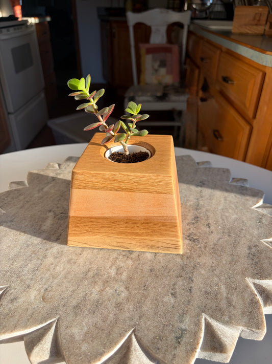 Burr Oak, Maple & White Oak Succulent Planter - 2" Pot Insert