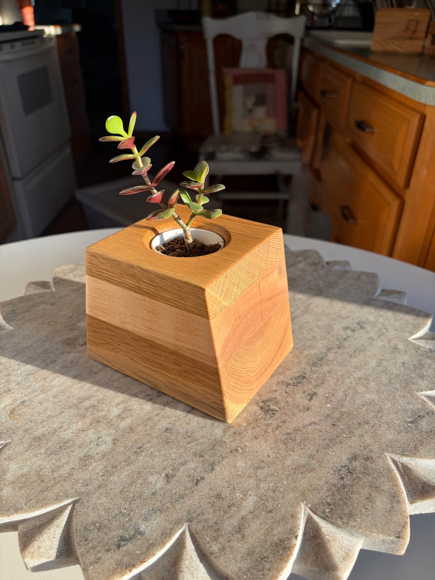 Burr Oak, Maple & White Oak Succulent Planter - 2" Pot Insert