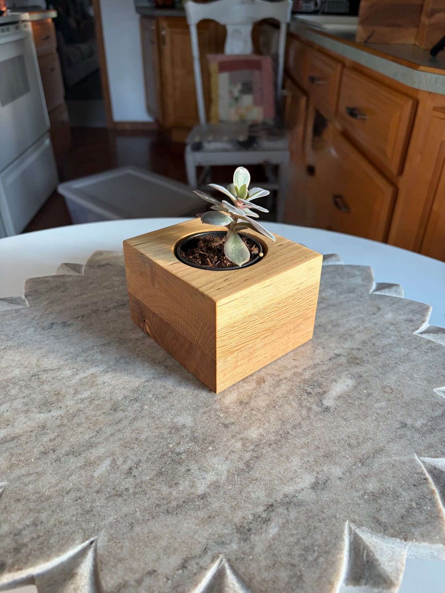 Yellow Birch, White Oak & Maple Succulent Planter – 2.5” Pot Insert