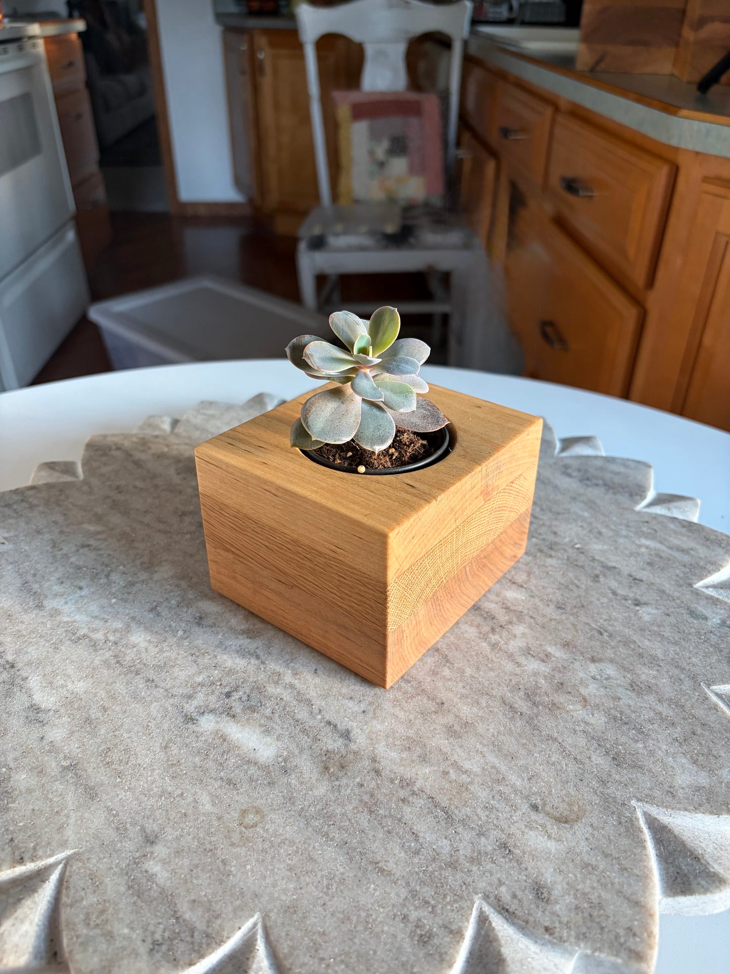Yellow Birch, White Oak & Maple Succulent Planter – 2.5” Pot Insert